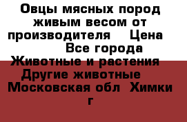 Овцы мясных пород живым весом от производителя. › Цена ­ 110 - Все города Животные и растения » Другие животные   . Московская обл.,Химки г.